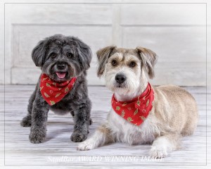 Bandana BuddiesRG